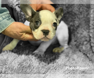 French Bulldog Puppy for sale in BOSTON, MA, USA