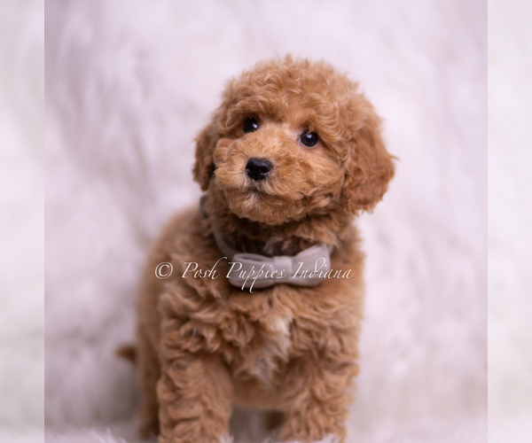 Medium Photo #77 Goldendoodle (Miniature) Puppy For Sale in WARSAW, IN, USA