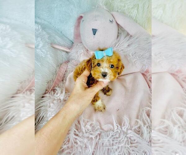Medium Photo #26 Poodle (Toy) Puppy For Sale in TAMPA, FL, USA