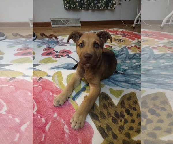 Medium Photo #6 Mutt Puppy For Sale in Duluth, MN, USA