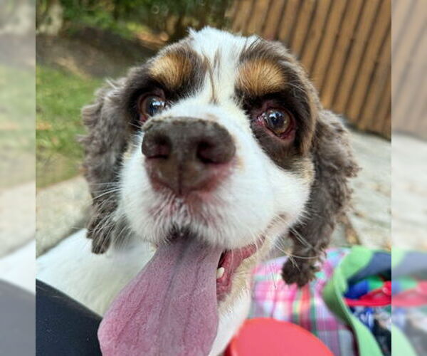 Medium Photo #9 Cocker Spaniel Puppy For Sale in Arlington, VA, USA