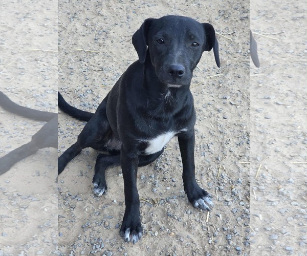 Medium Photo #2  Puppy For Sale in , 