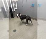 Small American Pit Bull Terrier Mix