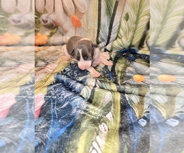 Medium Photo #4 Italian Greyhound Puppy For Sale in NESBIT, MS, USA