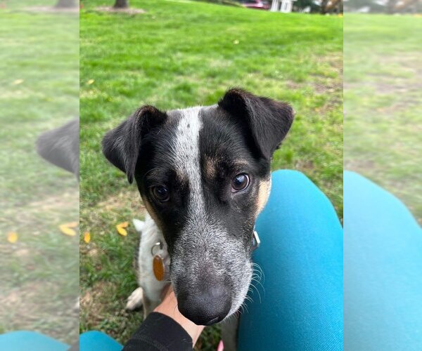 Medium Photo #2 Mutt Puppy For Sale in Brewster, NY, USA