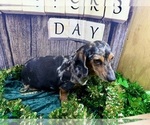 Small #3 Dachshund