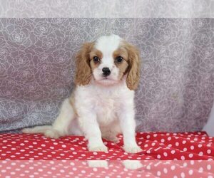 Cavapoo Puppy for sale in WOOSTER, OH, USA