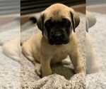 Small Photo #6 Mastiff Puppy For Sale in EAST GRIDLEY, CA, USA
