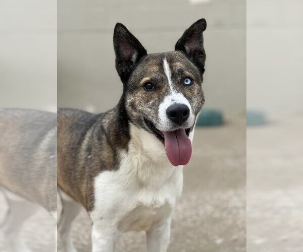Medium Photo #2 Akita-Huskies  Mix Puppy For Sale in Kansas City, MO, USA