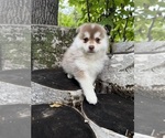 Chili - Male Pomsky Puppy for Sale - Photo #3