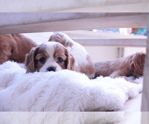 Medium Photo #13 Cavalier King Charles Spaniel Puppy For Sale in ALBUQUERQUE, NM, USA