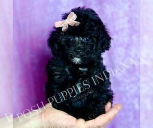 Medium Poodle (Miniature)