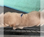 Small Photo #14 Golden Retriever Puppy For Sale in RADCLIFF, KY, USA