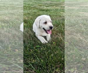 Labrador Retriever Puppy for Sale in EASTON, Kansas USA