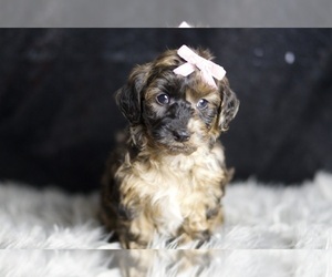 Medium YorkiePoo
