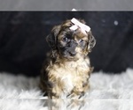 Puppy Ms Cocoa YorkiePoo
