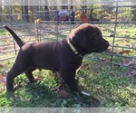 Small Photo #1 Labrador Retriever Puppy For Sale in TAYLOR, MO, USA
