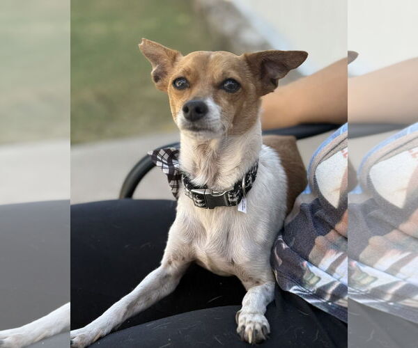 Medium Photo #2 Italian Greyhuahua Puppy For Sale in Phoenix, AZ, USA