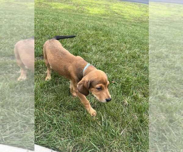 Medium Photo #3 Mutt Puppy For Sale in Springdale, PA, USA