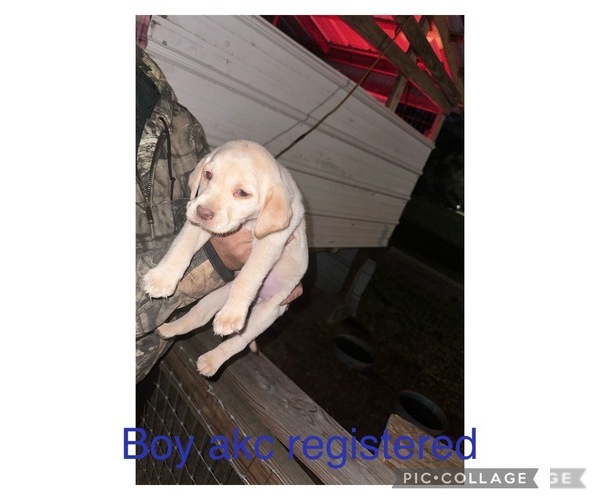 Medium Photo #9 Labrador Retriever Puppy For Sale in LUMBERTON, NC, USA