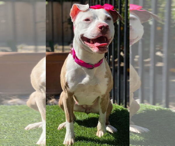 Medium Photo #3 American Pit Bull Terrier-Unknown Mix Puppy For Sale in Redlands, CA, USA