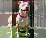 Small #2 American Pit Bull Terrier Mix