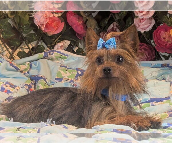 Medium Photo #3 Mutt Puppy For Sale in Bon Carbo, CO, USA