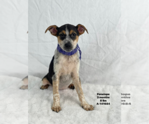 Mutt Dogs for adoption in Woodbury, NY, USA