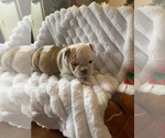 Puppy Belle Bulldog