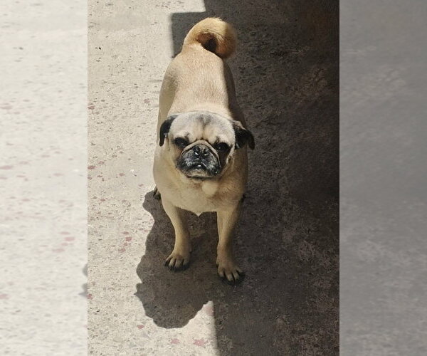 Medium Photo #2 Pug Puppy For Sale in San Diego, CA, USA