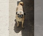 Small #1 Pug