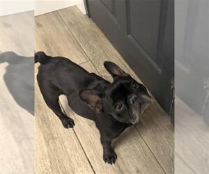 French Bulldog Dogs for adoption in Redlands, CA, USA