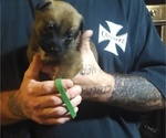 Small Photo #2 German Shepherd Dog-Malinois Mix Puppy For Sale in IRON CITY, TN, USA
