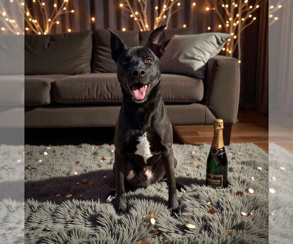 Medium Photo #2 Labrador Retriever-Unknown Mix Puppy For Sale in Glen Allen, VA, USA