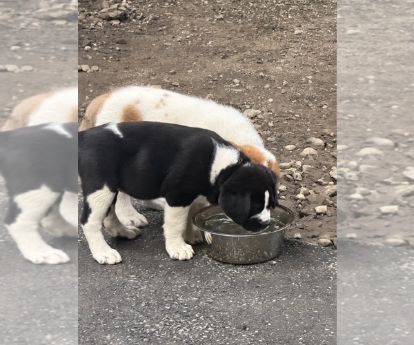 Medium Photo #11 Cane Corso-Saint Bernard Mix Puppy For Sale in WORCESTER, MA, USA