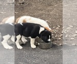 Small #10 Cane Corso-Saint Bernard Mix