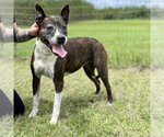 Small #6 American Staffordshire Terrier Mix