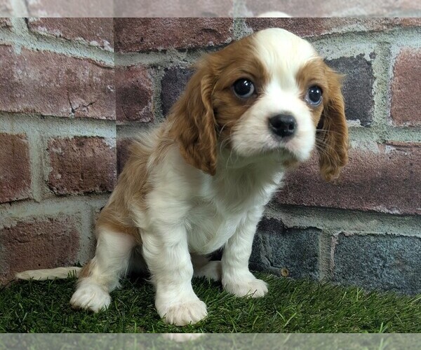 Medium Photo #1 Cavalier King Charles Spaniel Puppy For Sale in MOBERLY, MO, USA