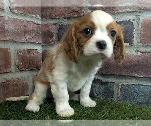 Cavalier King Charles Spaniel Puppy for sale in MOBERLY, MO, USA