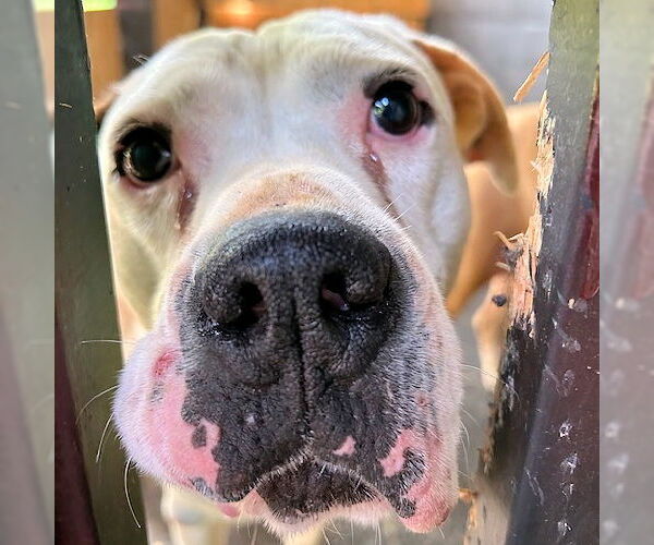 Medium Photo #4 Boxer Puppy For Sale in Rutherfordton, NC, USA