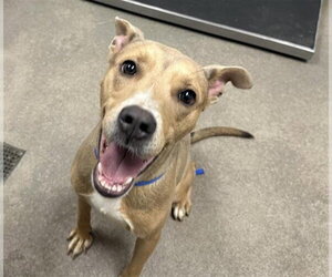 Mutt Dogs for adoption in HESPERIA, CA, USA