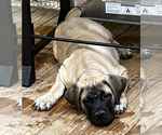 Small Photo #4 Boerboel Puppy For Sale in GREENEVILLE, TN, USA