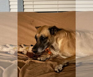 Chloe Sunshine - Female Great Dane-Unknown Mix Dog for Adoption - Photo #4