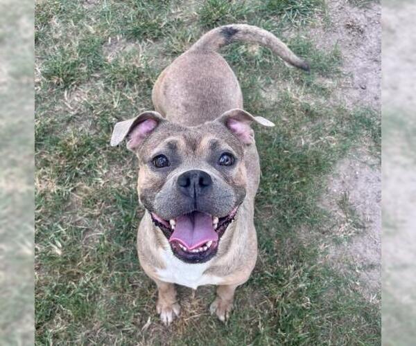 Medium Photo #2 American Bulldog-Unknown Mix Puppy For Sale in Conroe, TX, USA