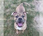 Small Photo #2 American Bulldog-Unknown Mix Puppy For Sale in Conroe, TX, USA
