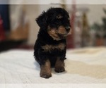 Small #3 Goldendoodle (Miniature)