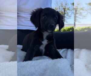 Chihuahua-Unknown Mix Dogs for adoption in Lake Elsinore, CA, USA