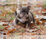 Small Photo #7 Olde English Bulldogge Puppy For Sale in LANCASTER, SC, USA