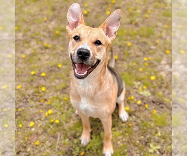 Medium Photo #1 Mutt Puppy For Sale in Boonton, NJ, USA