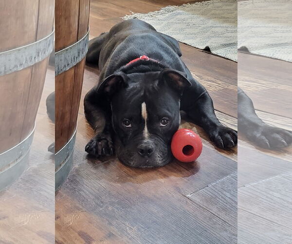 Medium Photo #3 Mutt Puppy For Sale in Calhoun, GA, USA